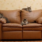 Protecting Leather Furniture From Cats